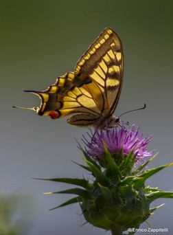 Macaone su Fiore di Cardo.jpg