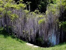 Cascata di glicine a Ninfa.JPG